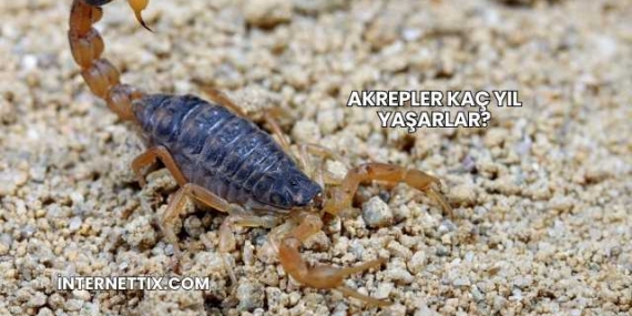 Akrepler Kaç Yıl Yaşarlar?